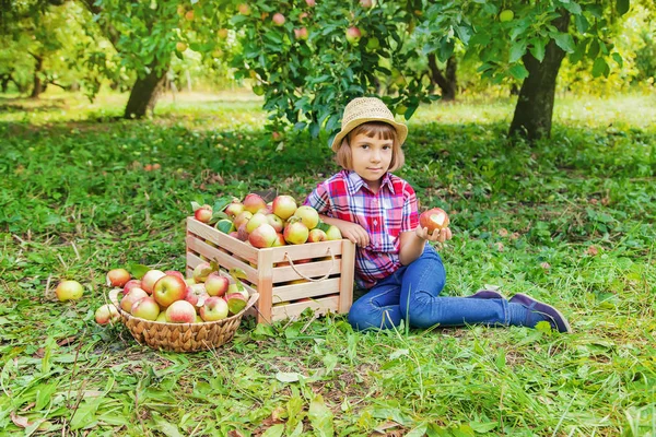 Barn plockar äpplen i trädgården i trädgården. Selektiv inriktning. — Stockfoto