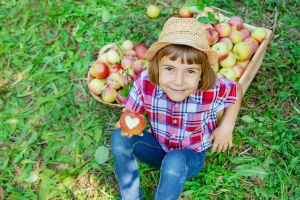 Çocuk bahçedeki elmaları topluyor. Seçici odak. — Stok fotoğraf