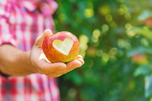 정원을 가꾸는 사람은 정원에서 사과를 따게 됩니다. 선택적 초점. — 스톡 사진