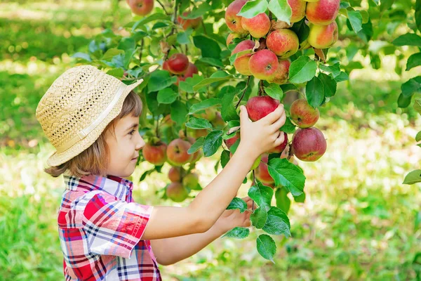 Çocuk bahçedeki elmaları topluyor. Seçici odak. — Stok fotoğraf