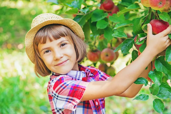 Çocuk bahçedeki elmaları topluyor. Seçici odak. — Stok fotoğraf