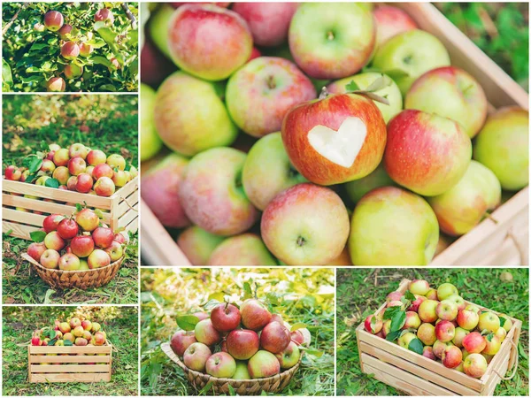 Colagem de fotos jardim de maçã. Foco seletivo . — Fotografia de Stock