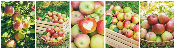 Kolaż zdjęć jabłko ogród. Selektywna koncentracja. — Zdjęcie stockowe