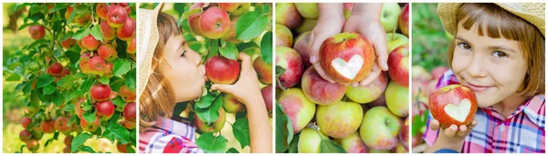 Collage di foto giardino di mele per bambini. Focus selettivo . — Foto Stock