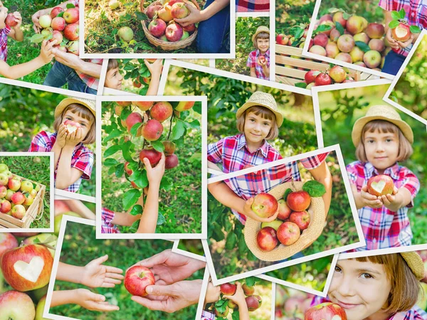 Collage av bilder barn Apple Garden. Selektivt fokus. — Stockfoto