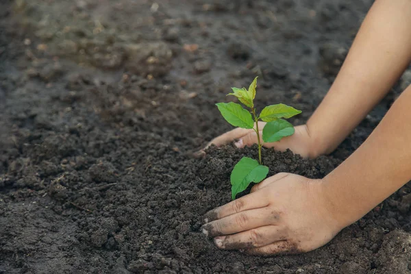 Uma criança no jardim planta uma planta. Foco seletivo . — Fotografia de Stock