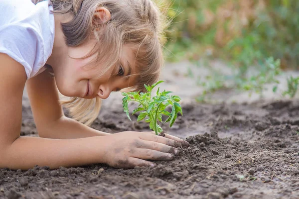 Een kind in de tuinplanten een plant. Selectieve focus. — Stockfoto
