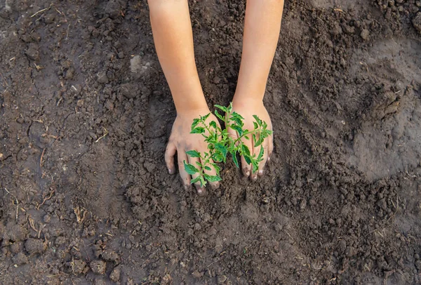 Ένα παιδί στον κήπο φυτεύει ένα φυτό. Επιλεκτική εστίαση. — Φωτογραφία Αρχείου