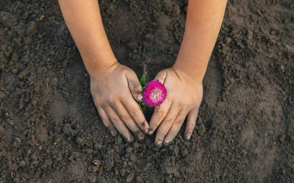 Uma criança no jardim planta uma flor. Foco seletivo . — Fotografia de Stock