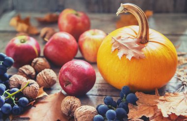 Balkabağı ile sonbahar arka plan. Şükran Günü. Seçici odaklama.