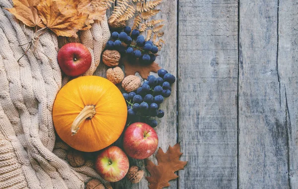 Höst bakgrund med pumpa. Tacksägelsedagen. Selektivt fokus. — Stockfoto