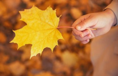 Sonbahar yapraklarıyla parktaki çocuklar. Seçici odak.