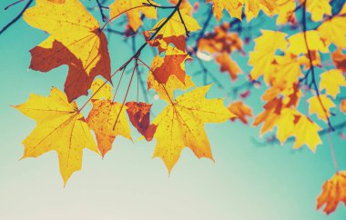 Ağaçta sonbahar yaprakları. Seçici odak.