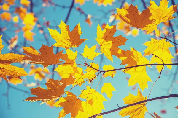 Őszi levelek egy fán. Szelektív fókusz. — Stock Fotó