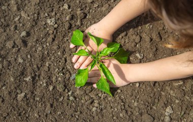 Bahçede elinde fideleri olan bir çocuk. Seçici odaklanma. insanlar.