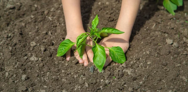 Uma Criança Com Mudas Nas Mãos Jardim Foco Seletivo Pessoas — Fotografia de Stock