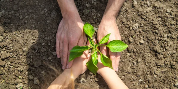 Child Seedlings His Hands Garden Selective Focus People — Stock Photo, Image