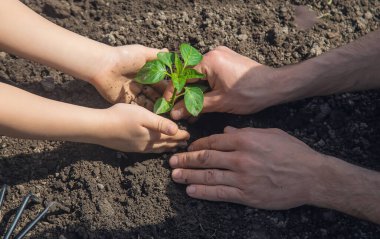 Babasıyla birlikte bir çocuk çocuk yetiştirme bahçesi dikiyor. Seçici odaklanma. insanlar.