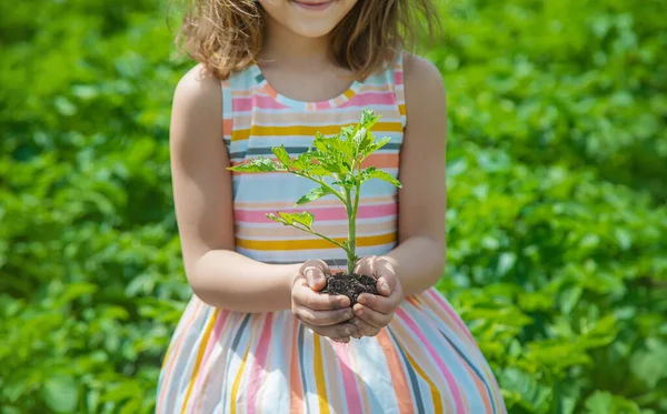 Enfant Avec Des Plantules Dans Les Mains Dans Jardin Concentration — Photo