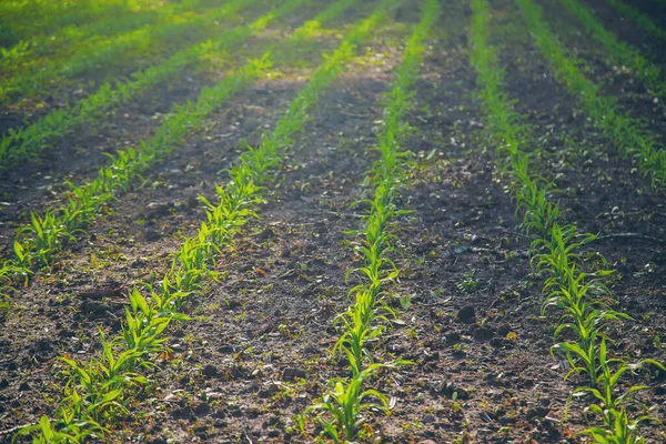 Поле Посіяне Молодою Кукурудзою Вибірковий Фокус Природа — стокове фото