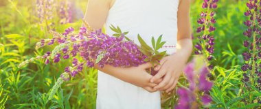 Lupin tarlasında çocuk fotoğrafı çekimi. Seçici odaklanma. Doğa