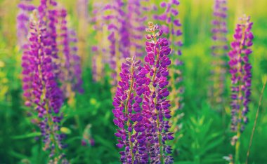 Yazın çiçek açan lupin tarlası. Seçici odaklanma. Doğa.