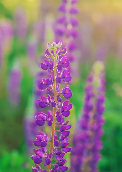 Yazın Çiçek Açan Lupin Tarlası Seçici Odaklanma Doğa — Stok fotoğraf