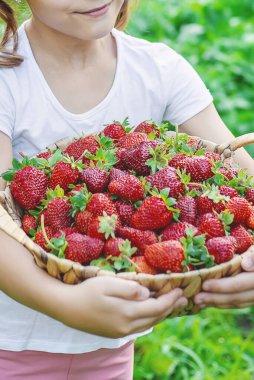 Elinde çilek olan bir çocuk. Seçici odaklanma. yiyecek.