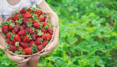 Elinde çilek olan bir çocuk. Seçici odaklanma. yiyecek.