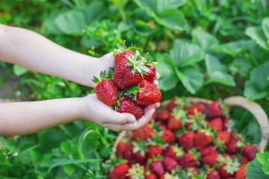 Elinde çilek olan bir çocuk. Seçici odaklanma. yiyecek.