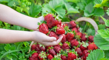 Elinde çilek olan bir çocuk. Seçici odaklanma. yiyecek.