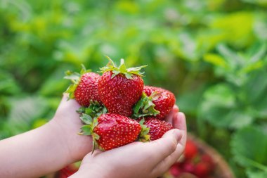 Elinde çilek olan bir çocuk. Seçici odaklanma. yiyecek.