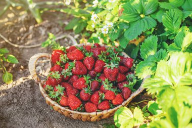 Sebze bahçesindeki bir sepette çilek. Seçici odaklanma. yiyecek.