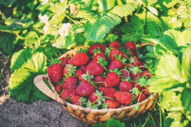 Sebze bahçesindeki bir sepette çilek. Seçici odaklanma. yiyecek.