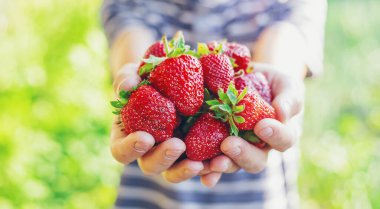 Bahçedeki bir çiftçinin ellerinde çilek. Seçici odaklanma. yiyecek.
