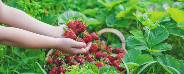 Elinde Çilek Olan Bir Çocuk Seçici Odaklanma Yiyecek — Stok fotoğraf