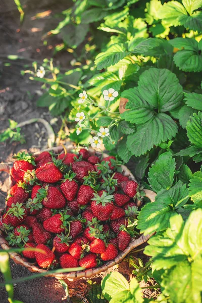 Las Fresas Cesta Huerto Enfoque Selectivo Alimentos — Foto de Stock