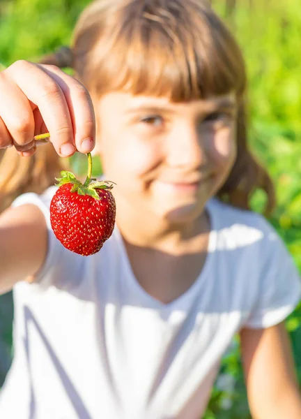 Bambino Con Fragole Nelle Mani Concentrazione Selettiva Cibo — Foto Stock