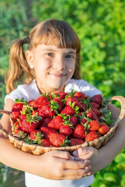 Ребенок Клубникой Руках Выборочный Фокус Еда — стоковое фото