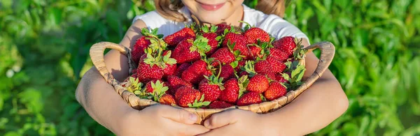 Niño Con Fresas Las Manos Enfoque Selectivo Alimentos —  Fotos de Stock