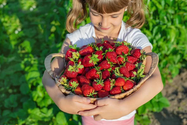 Ребенок Клубникой Руках Выборочный Фокус Еда — стоковое фото