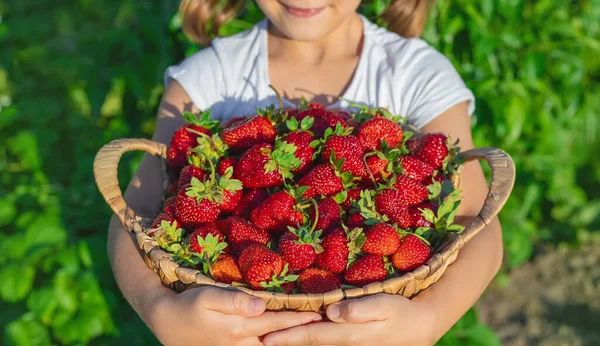 Niño Con Fresas Las Manos Enfoque Selectivo Alimentos —  Fotos de Stock