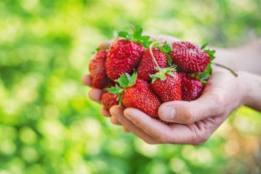 Bahçedeki bir çiftçinin ellerinde çilek. Seçici odaklanma. yiyecek.