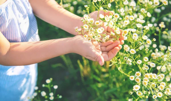 Niña Campo Manzanilla Enfoque Selectivo Naturaleza — Foto de Stock