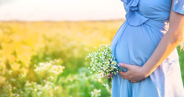 Donna Incinta Con Camomilla Mano Concentrazione Selettiva Natura — Foto Stock