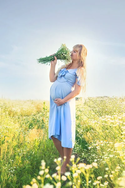 Mujer Embarazada Con Manzanillas Las Manos Enfoque Selectivo Naturaleza — Foto de Stock