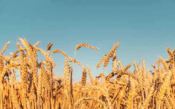 Wheat field, spikelets of wheat. Selective focus nature