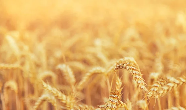 Weizenfeld Ähren Aus Weizen Selektive Fokussierung — Stockfoto