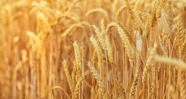 Weizenfeld Ähren Aus Weizen Selektive Fokussierung — Stockfoto