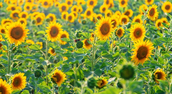 Girassóis Florescendo Campo Foco Seletivo Espaço Cópia — Fotografia de Stock